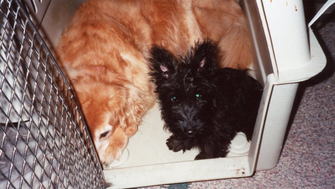 2001 Puppy Angus and Lady in Crate